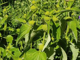 Rita offene Gartentor